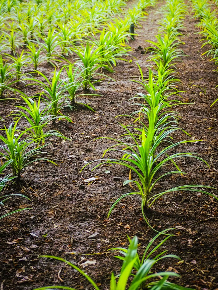 Lush green plants growing in organized rows on fertile soil in Kanchanaburi, Thailand.
