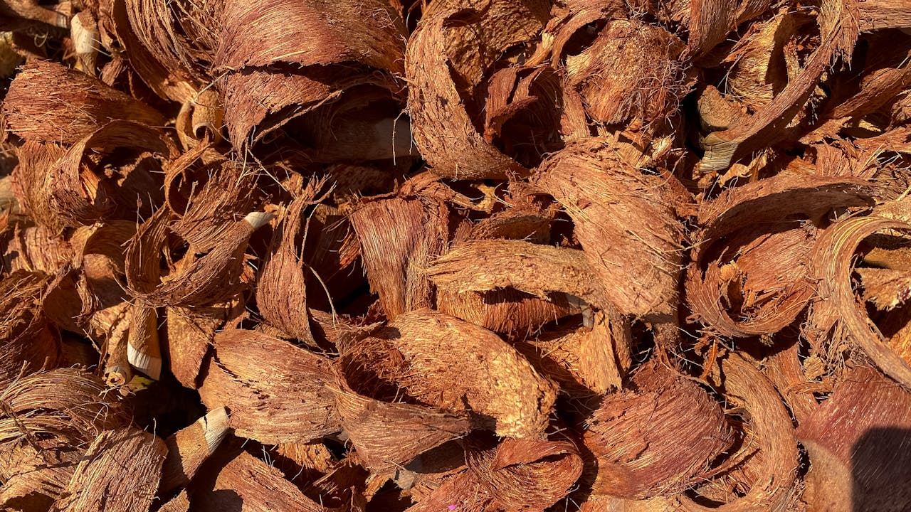 Close-up of coconut husk chips, ideal for mulching and gardening. Natural brown texture.