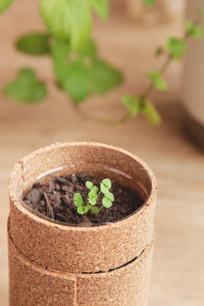 Cork pot with young sprout and blurred greenery, ideal for gardening themes.